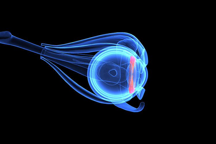 estructura de cornea en imagen computarizada