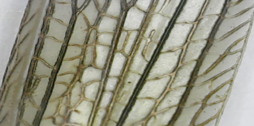 imagen microscópica del ala de una libélula