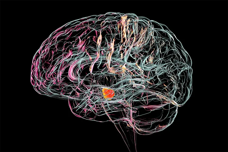 Ilustración con fondo negro de un cerebro y sus conexiones neuronales en colores