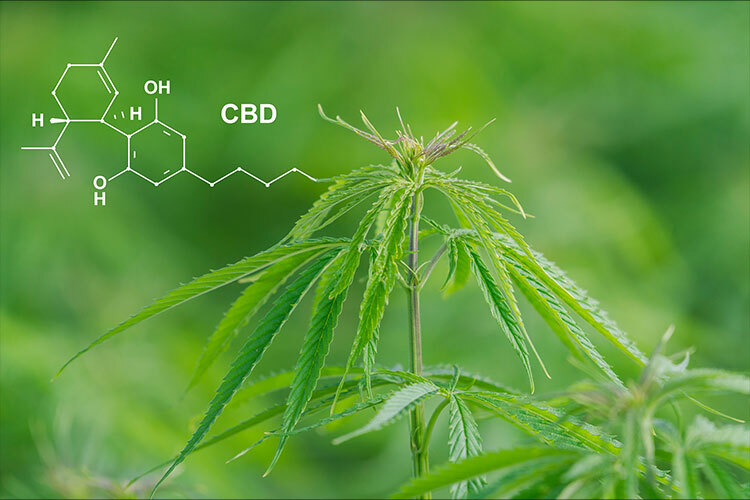 Fotografía de la planta de cannabis con un dibujo de la molécula de CBD encima.