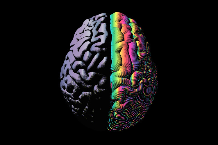 Hemisferios del cerebro humano gris izquierdo y color del arco iris cerebro derecho grabado en la ilustración de vista superior aislado sobre fondo blanco