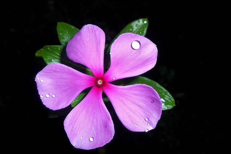 Foto de la flor de la planta Catharanthus roseus