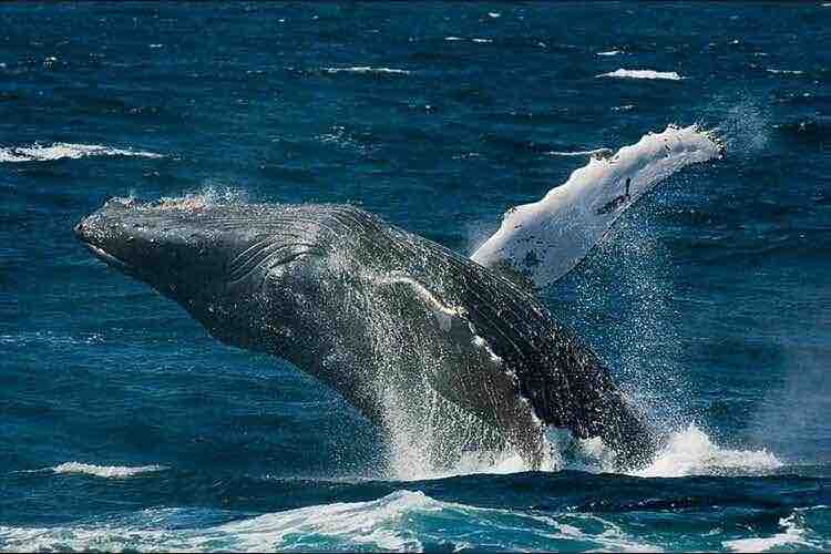 Foto de una ballena gris