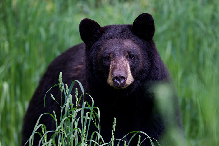 imagen de un oso negro