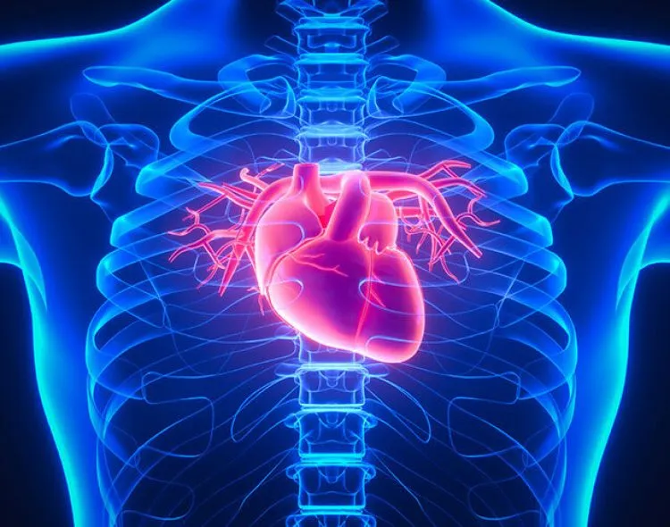 Imagen de un corazón dentro del esternón