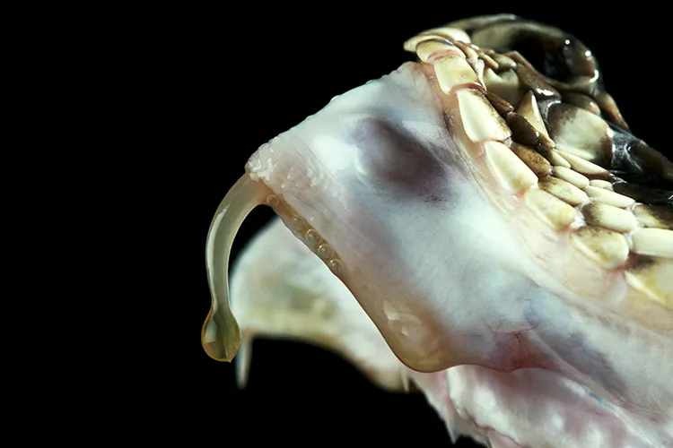 acercamiento a colmillo de serpiente