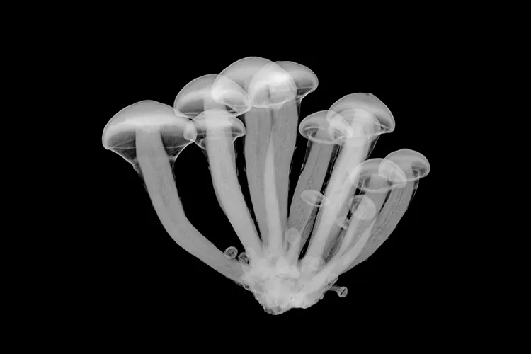 Fotografía con fondo negro de una familia de hongos alucinógenos