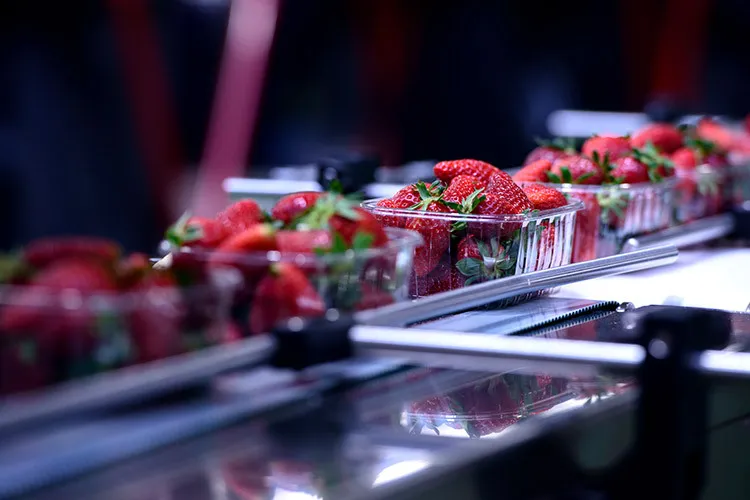 Fotografía de fresas en una línea de producción