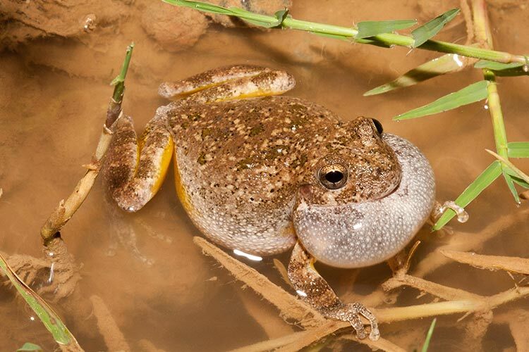 Imagen de una rana en un pantano
