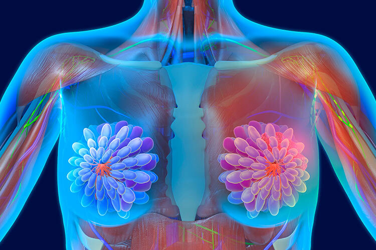 Ilustración en colores de las glándulas mamarias de una mujer