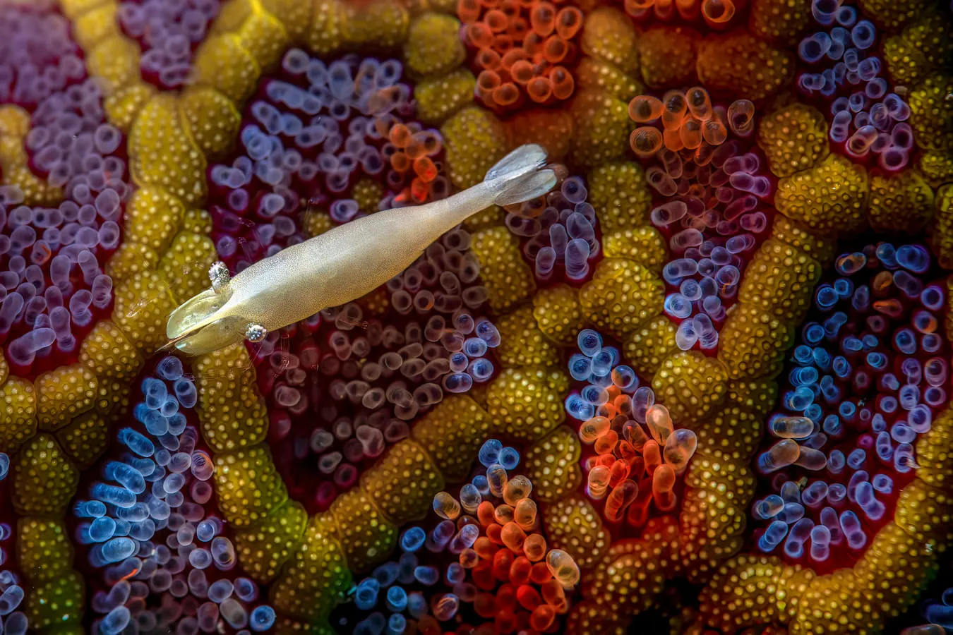 un camarón flota sobre una estrella de mar, cuya coloración y diseño recuerdan los mosaicos