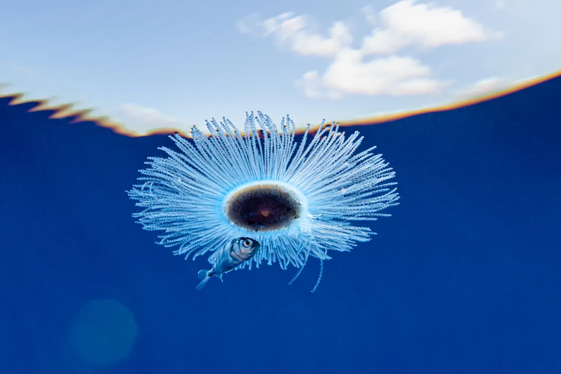 UNDERWATER-Finalist-©-Henley-Spiers-Gimme-Shelter-CUPOTY-5.jpg