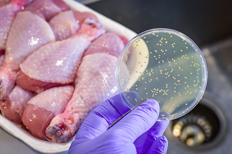 Placa de cultivo bacteriano con carne de pollo al fondo