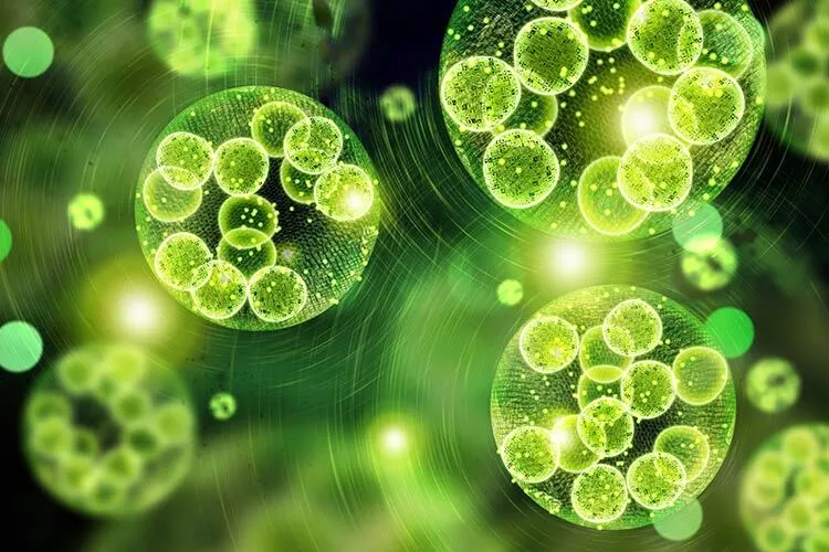 Microalgas en la industria cosmética