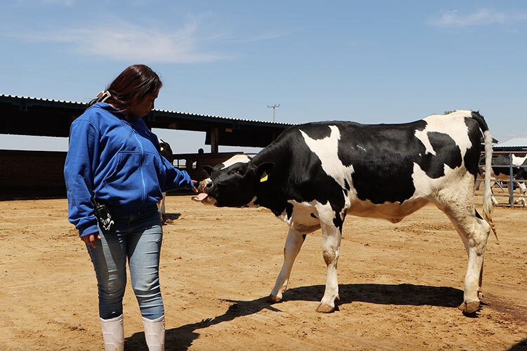 Una mujer acercando la mano a una vaca que está sacando su lenguita