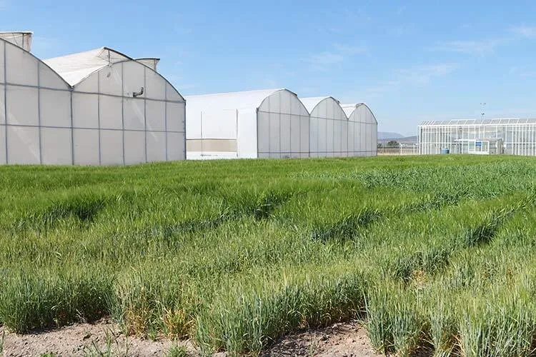 invernadero CAETEC Querétaro