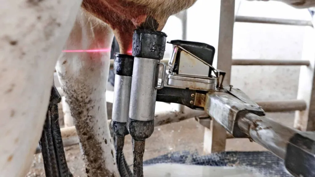 ordeña de vacas en el establo del CAETEC