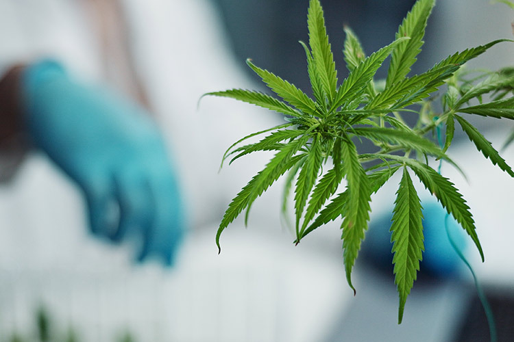 Hoja de cannabis en un laboratorio