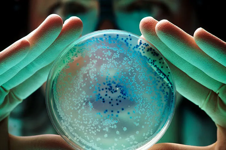 Microorganismos en una placa de petri