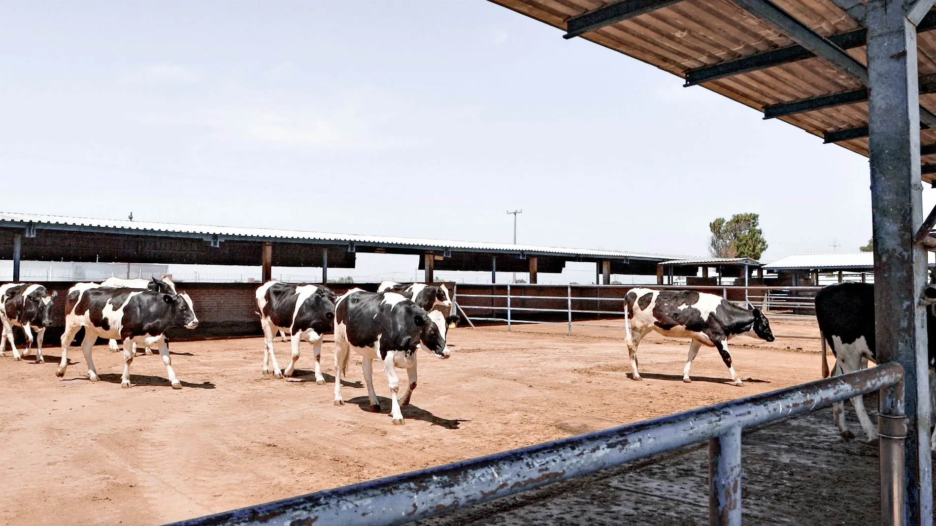 El establo del CAETEC cuenta con 160 vacas que toman el sol, descansan y comen cuando quieren, lo que permite que vivan sin estrés. Esto se ha visto redituado en un aumento de producción.