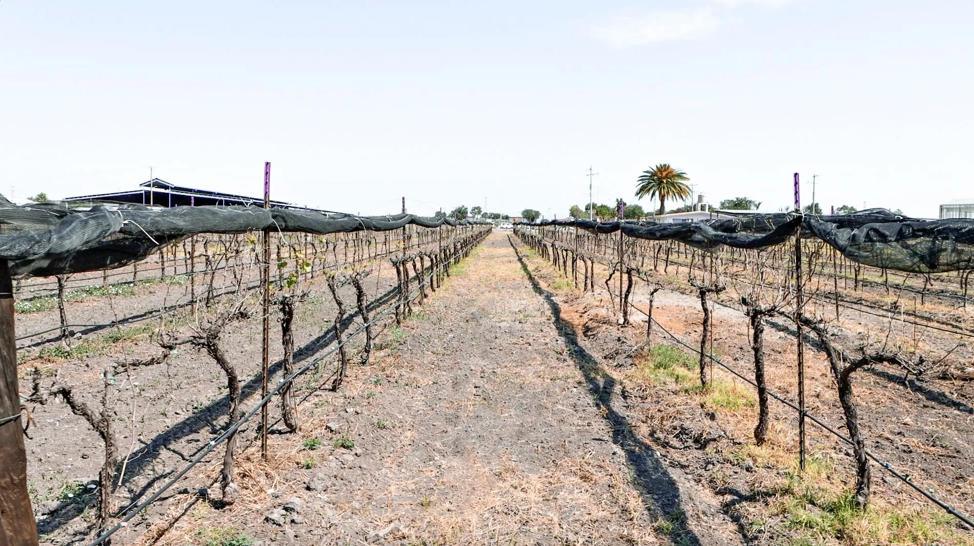 Una de las tres áreas de agricultura del CAETEC es la frutal, en la que se trabaja con la vid. Las otras dos son la agricultura protegida (invernaderos) y la extensiva (granos y forrajes). Las tres utilizan agricultura de precisión, es decir, emplean tecnologías para mejorar su eficiencia, productividad y sostenibilidad.