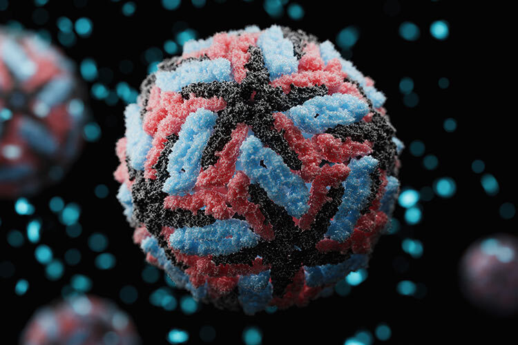 Dengue Virus (DENV) structure - 3d rendered image. Medical illustration of single positive-stranded RNA virus of the family Flaviviridae, genus Flavivirus. Microbiology concept. Viruses are spread to people through the bite of an infected Aedes species mosquito
