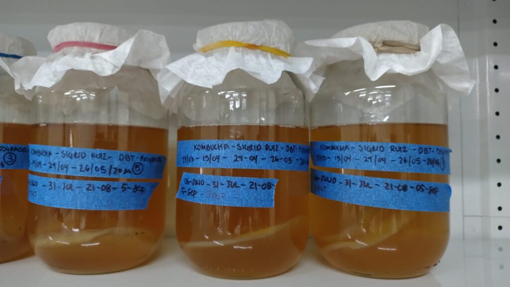 frascos de kombucha en el laboratorio
