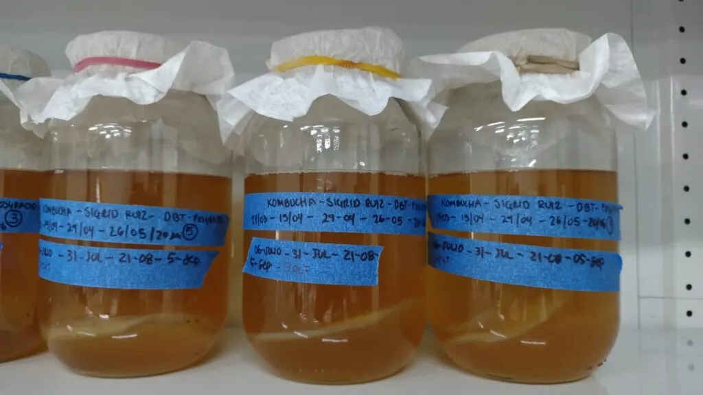frascos de kombucha en el laboratorio