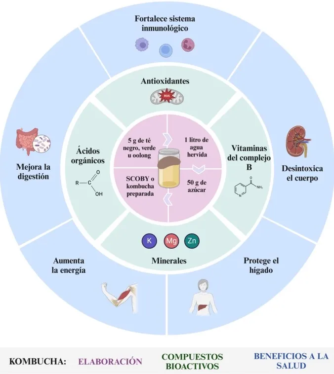 preparacion kombucha