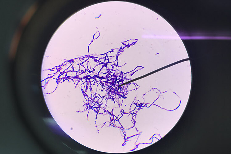 bacillus subtilis gram stain 1000x