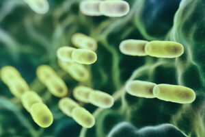 Acercamiento a las Lactobacillus Bulgaricus Bacteria