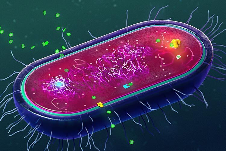 Ilustración de una bacteria y los mecanismos por los cuales desarrollan resistencia a antibióticos