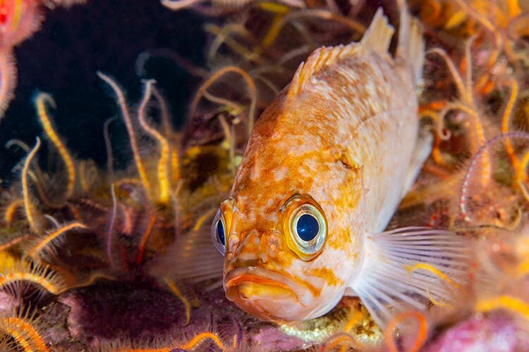 Los peces de roca (Sebastidae) nadando en el océano