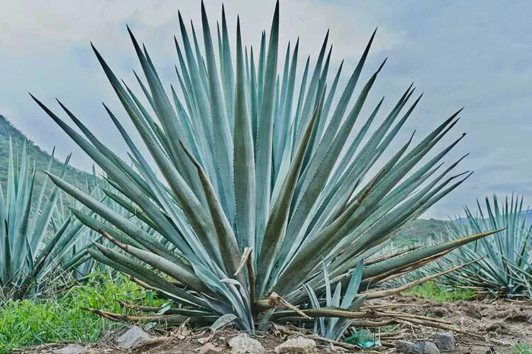 penca de agave