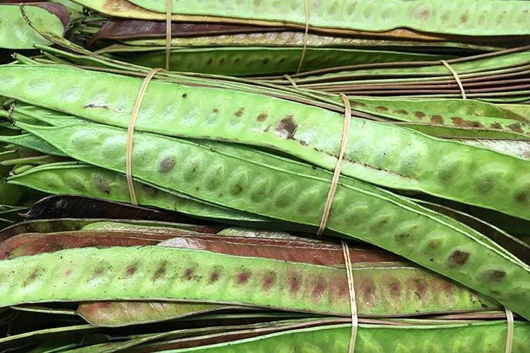 manojos con vainas de guaje