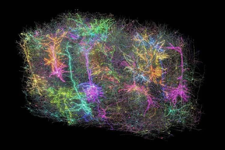 mapeo de cableado cerebral