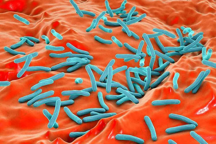 Tuberculosis bacteria