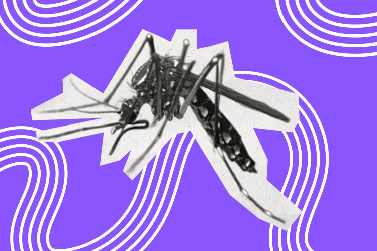 imagen de un mosquito vector