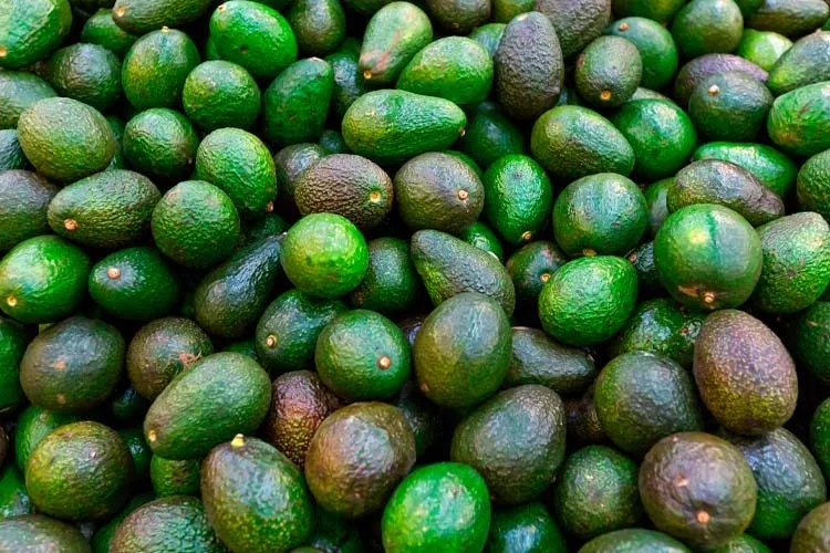 imagen de aguacates