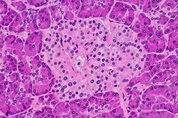 Fotografía microscópica de un islote pancreático