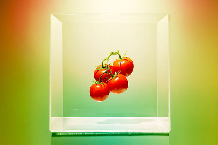 alimentos transgenicos