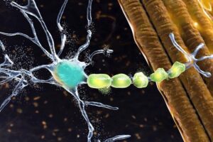 Ilustración 3D de una neurona conectada a fibras nerviosas que representan el sistema motor del cerebro.