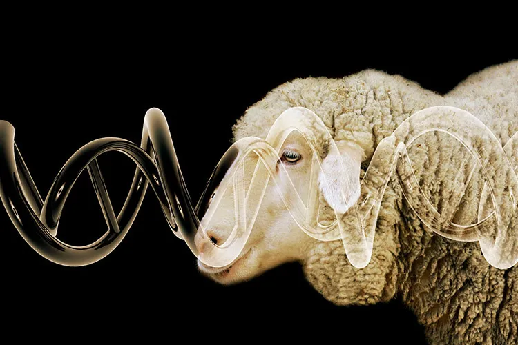 animales transgénicos