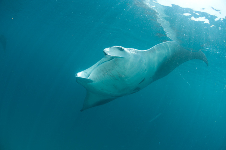 nueva especie de mantarraya