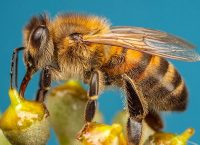 Fotografía de una abeja sobre una flor