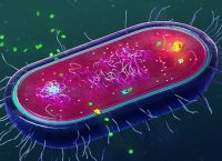 Ilustración de una bacteria y los mecanismos por los cuales desarrollan resistencia a antibióticos