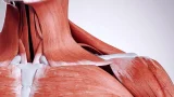 Ilustración de los músculos del cuello y el hombro de un ser humano