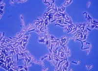 Fotografía de bacterias en forma de bacilo