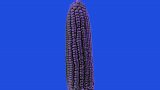 Foto de una penca de maíz