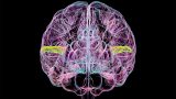 ilustración de un cerebro